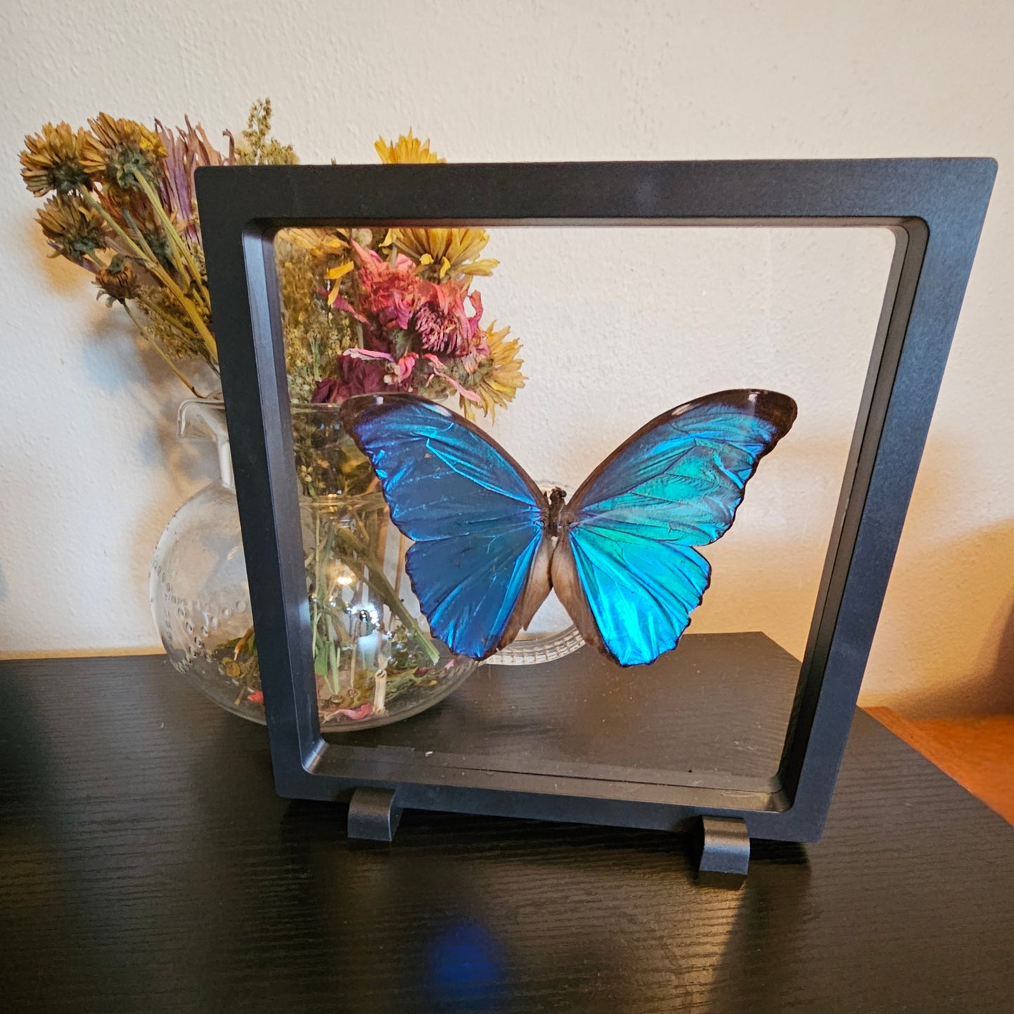 Blue Morpho Butterfly